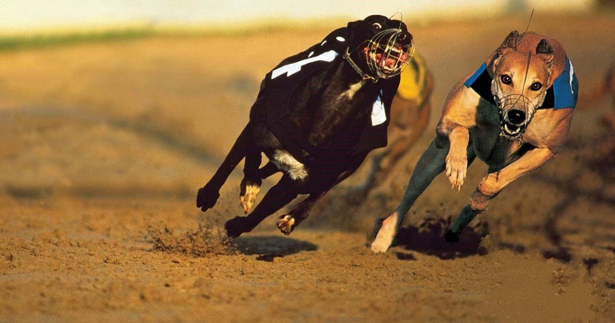 Apuestas en Carreras de Galgos: ¿Dónde y Cómo Apostar en Perú?